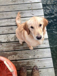 honey the retriever